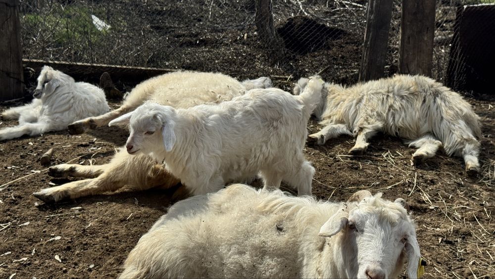 Ешкілер лақтарымен сатылады торг бар