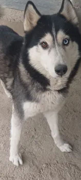 Kuchuk sotiladi uyda boqilgan