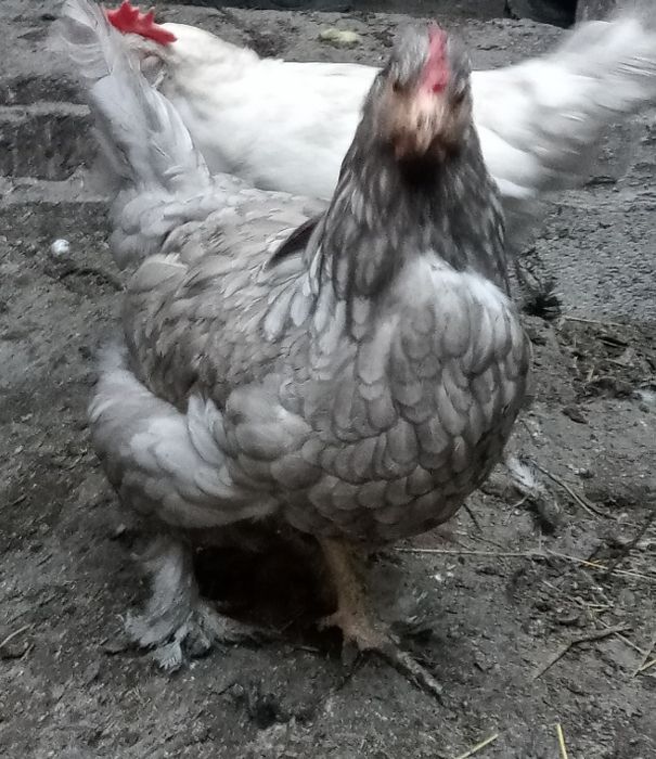 Инкубационное яйцо 180 тенге .