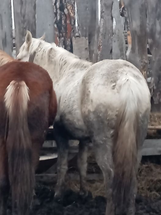 Продам жеребчика