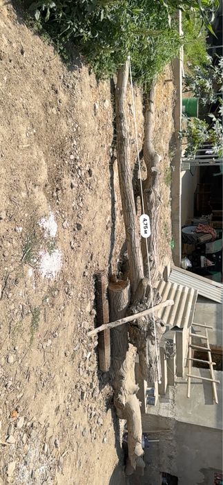 Срочноо продам !!! Тайёр кесилган ёнгоқ дарахти