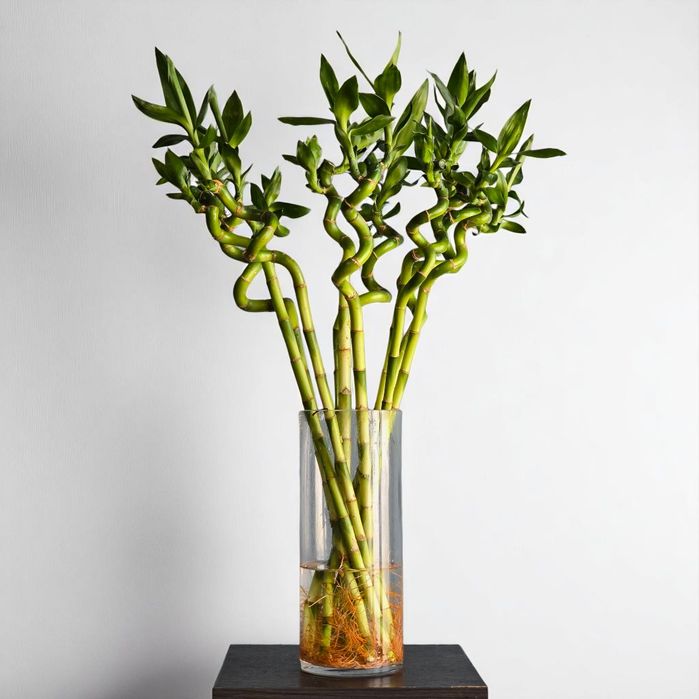 Бамбук Цветы Орхидея Гуллар Комнатные Растения