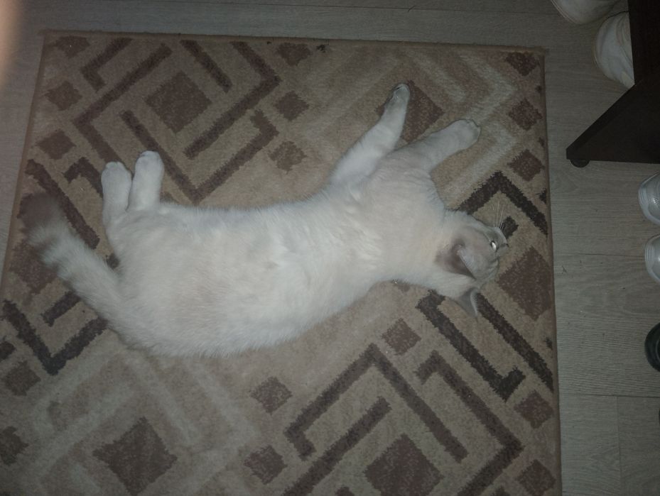 Красивый     кот