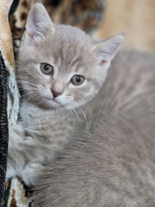 Шотланские котята