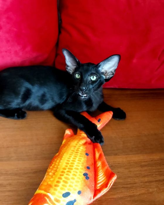 VIP. Ориентальные котята! Luxorio Katano
