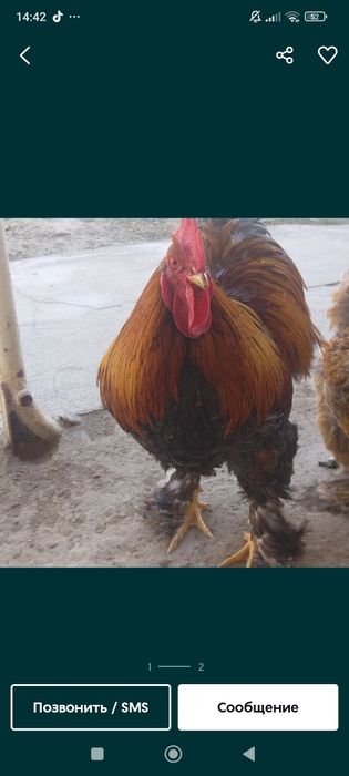 Продаются два петуха и две курицы белый золото 500.000 сумм за каждую