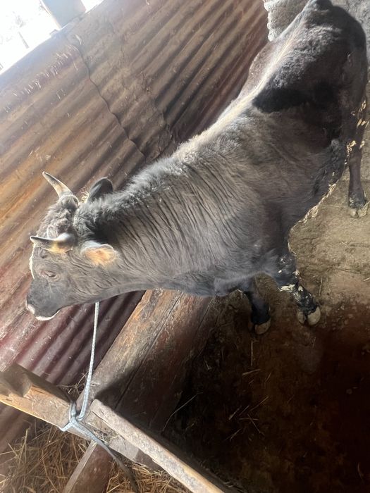 Продам быка 2 года