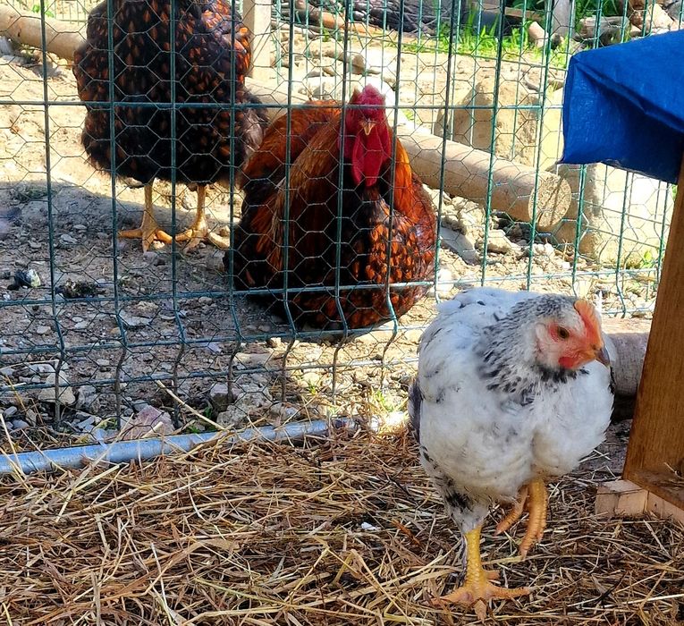 De vanzare pui 5 săptămâni-Metis Wyandotte  cu Gaini Incaltate