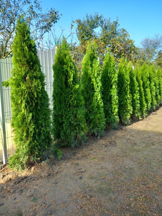 Plante ornamentale brazi normandieni arginti mesteacăn tei platani fra