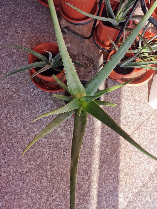 Алое Вера Барбанденсис над 5 годишно