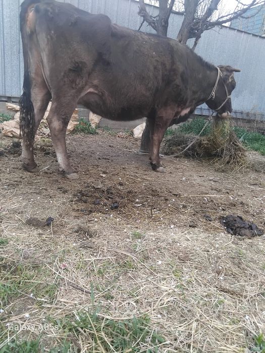 Бұзаулы сиырлар сатылады