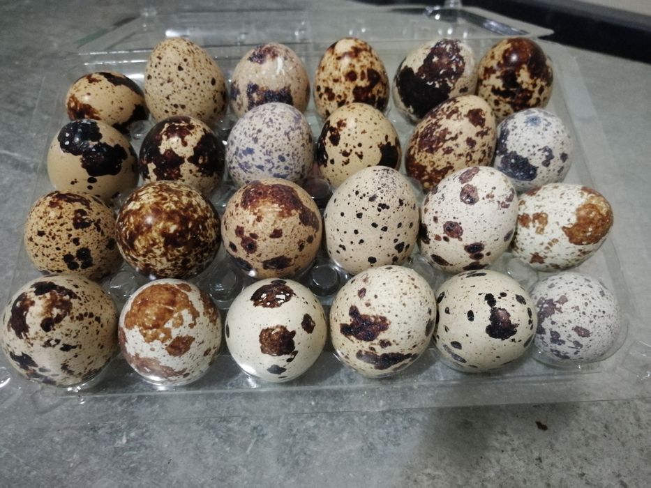 Oua de Prepelițe ptr Tratament/Consum/