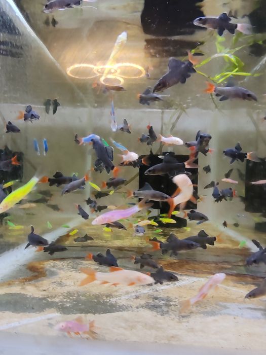 Labeo bicolor și multicolor ( albaștri, verzi, galbeni)