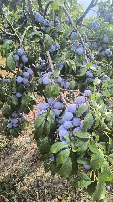 Prune anaspet de vanzare