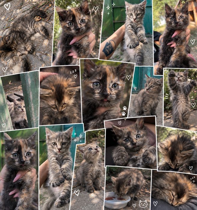Отдам котят в добрый руки
