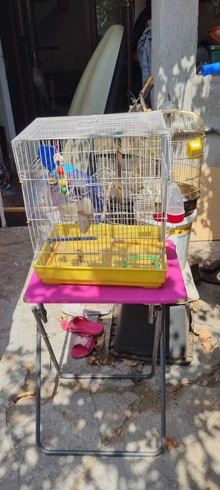 vind colivii papagali