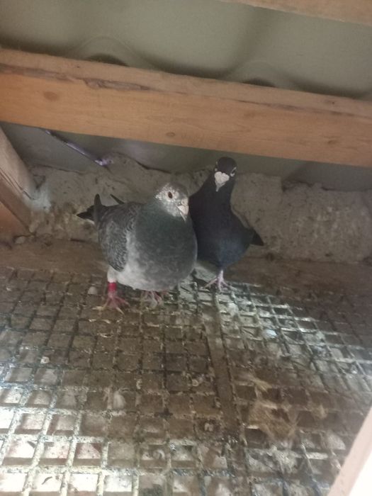 Porumbei origine Belgia si Olanda