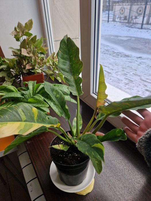 Продам Филадендрон