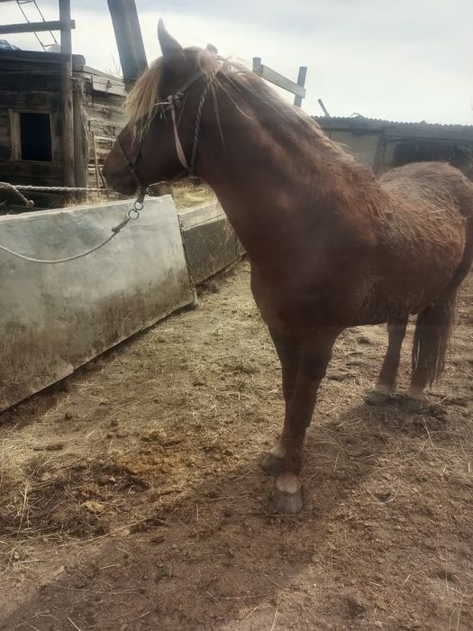 Продаем жеребца.