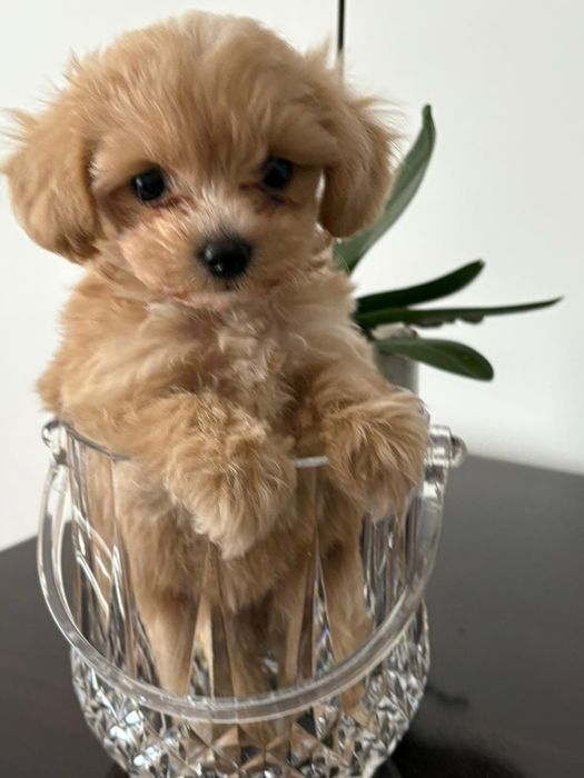 Băiețel maltipoo mini
