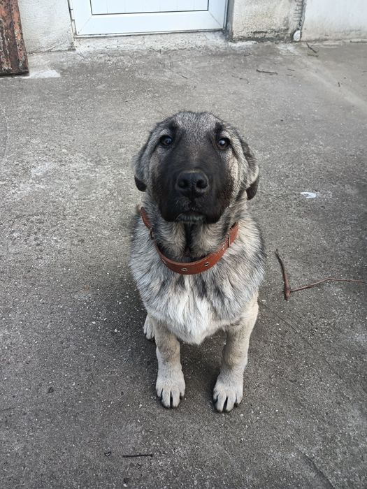 Продавам кангал на 4 месеца