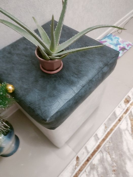 Комнатное Алоэ - вера