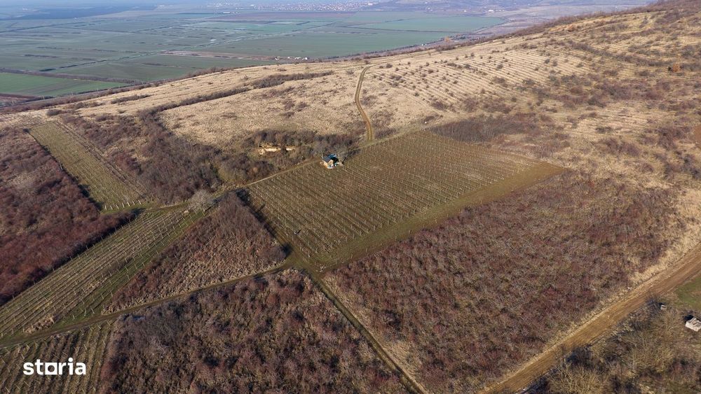 Vita-de-vie Premium  teren de 6800 mp în Covăsinț