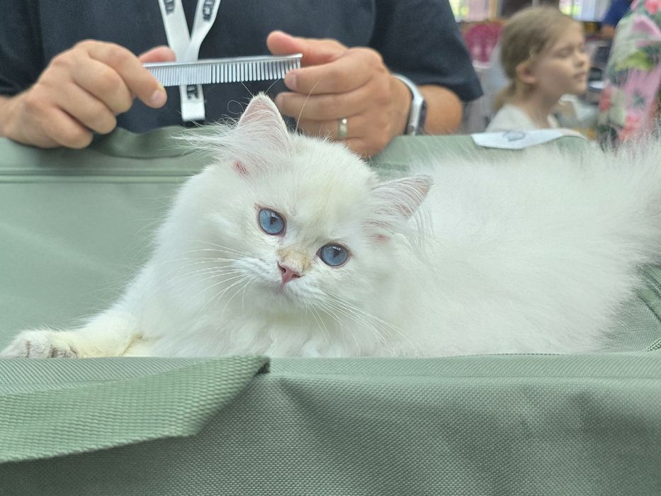 Pui pisică british longhair