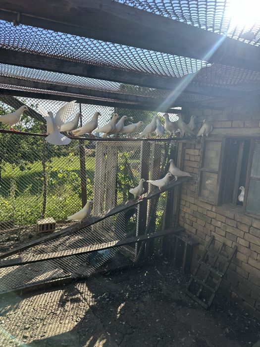 Кокошка Японска и бели пощенски гълъби