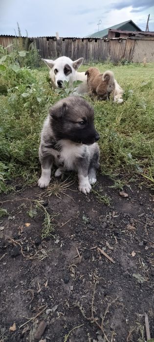 Лайка күшік сатылат