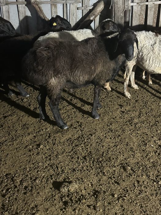 Продам кошкара годовалого