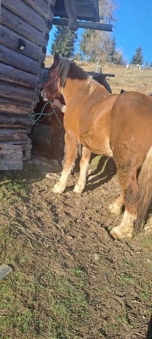 De vânzare mânz de 3 ani