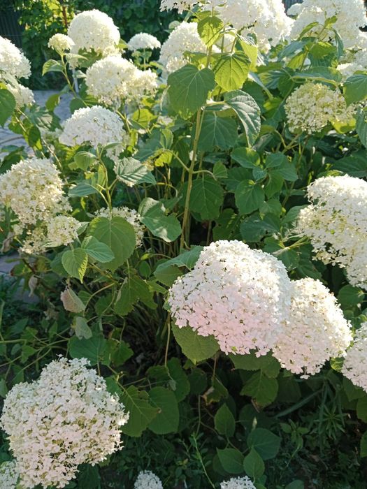 Гортензия метельчатая