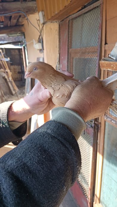 Продам голубей продам