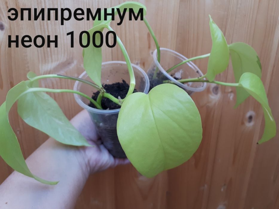 Комнатные цветы разные