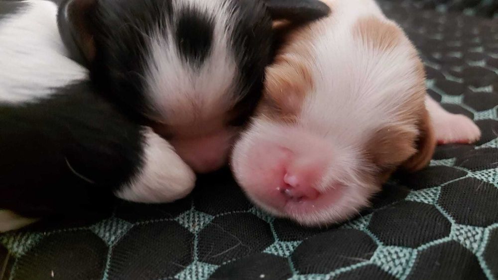 Кавалер Кинг Чарльз Спаниель