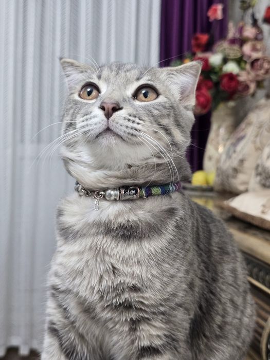 Потерялся  веслоухий кот