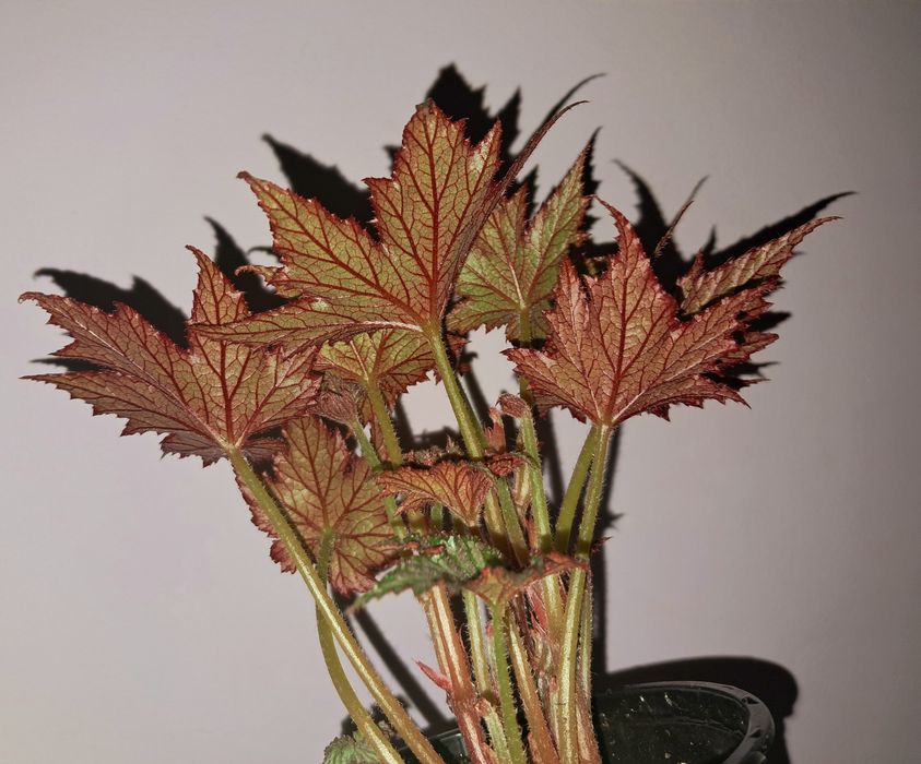 Редкая бегония !