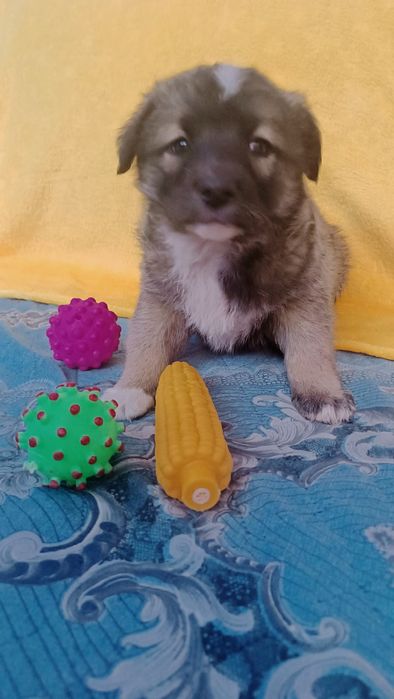 Девочки  щенки ждут хозяина