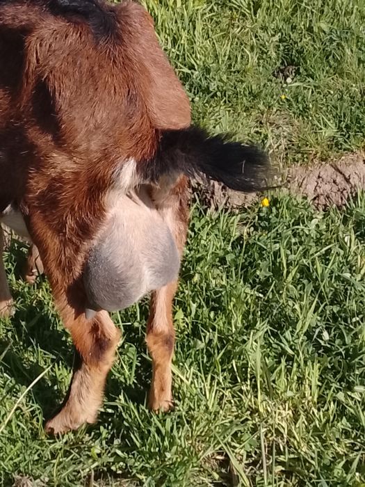 Vând capră la prima fătare și două ieduțe de 4 luni