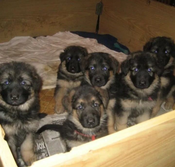 Продам щенков немецкой овчарки