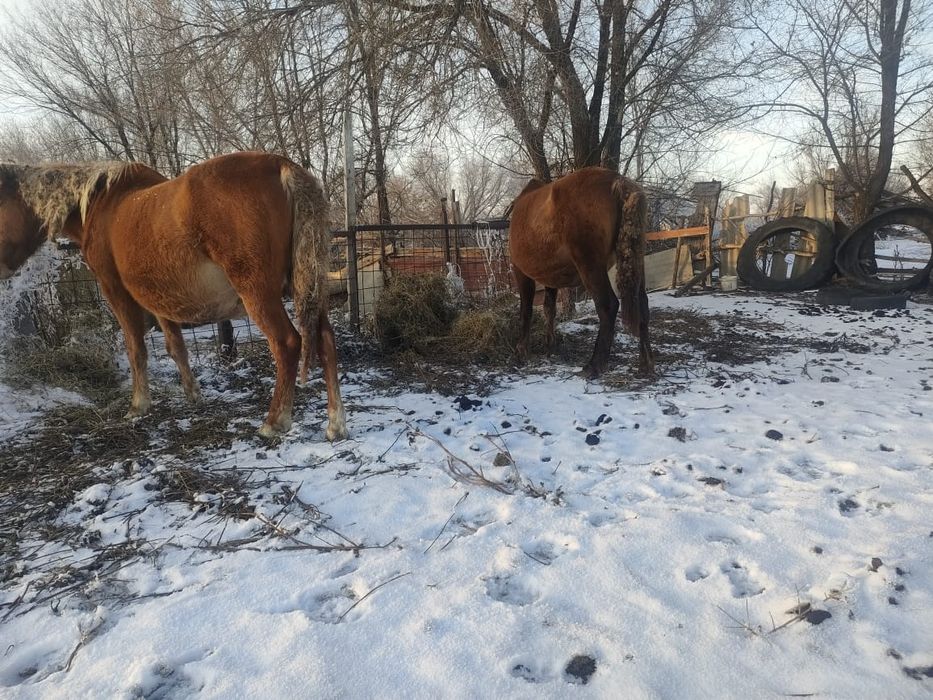 Буаз биелер Марта туад