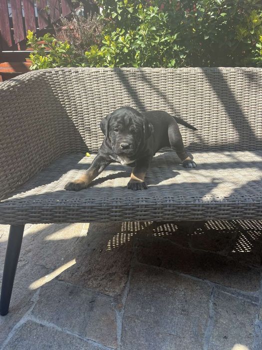 Кане корсо ферментино с родословие