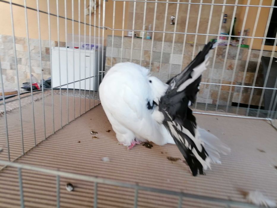 продавам гълъби фенерлии