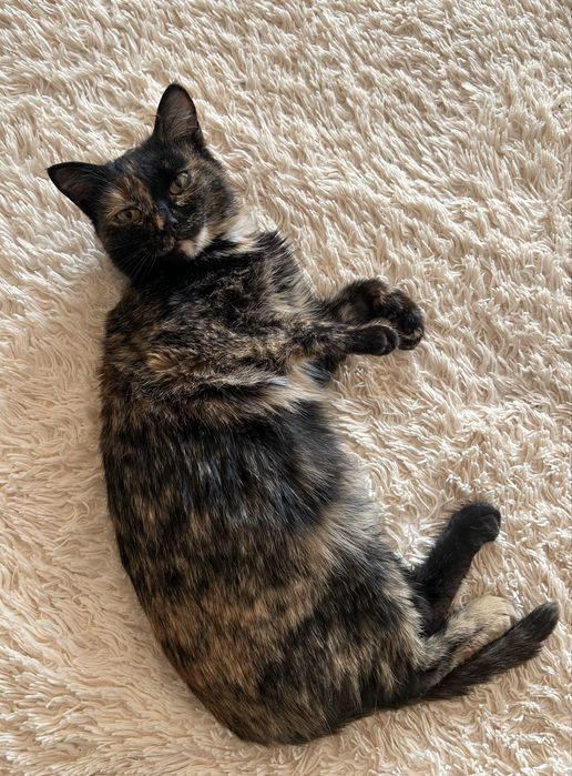 Котенок девочка в добрые руки