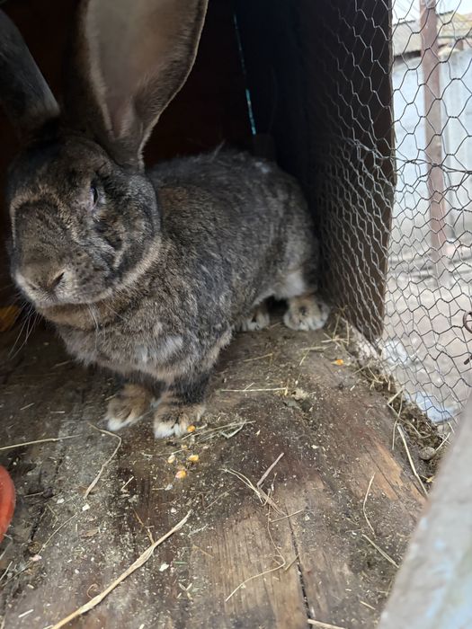 De vanzare iepuroaica