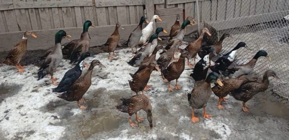 Rațe indiene alergatoare