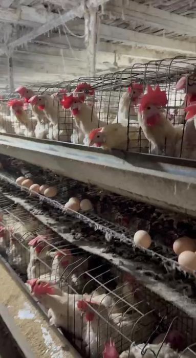 Ломан Сенди товуклари сотилади ок фирма товуклари тухумда абёмда бор