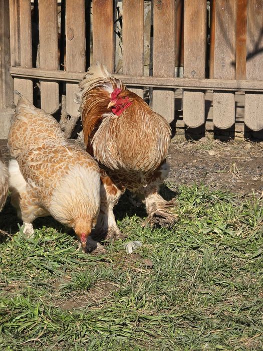 Продавам разплодни яйца от Златно дантелен брама [Buff laced Brahma]