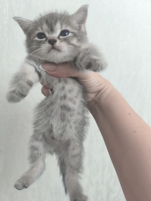 Срочно , продам британского котика